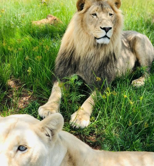 thengiwe maapola zi0 ukcjn8g unsplash